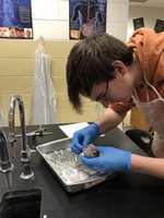 Anatomy & Physiology Studies Nervous System