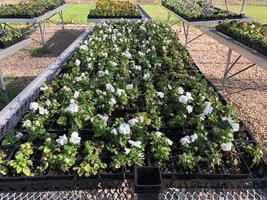 FFA Plant Sale